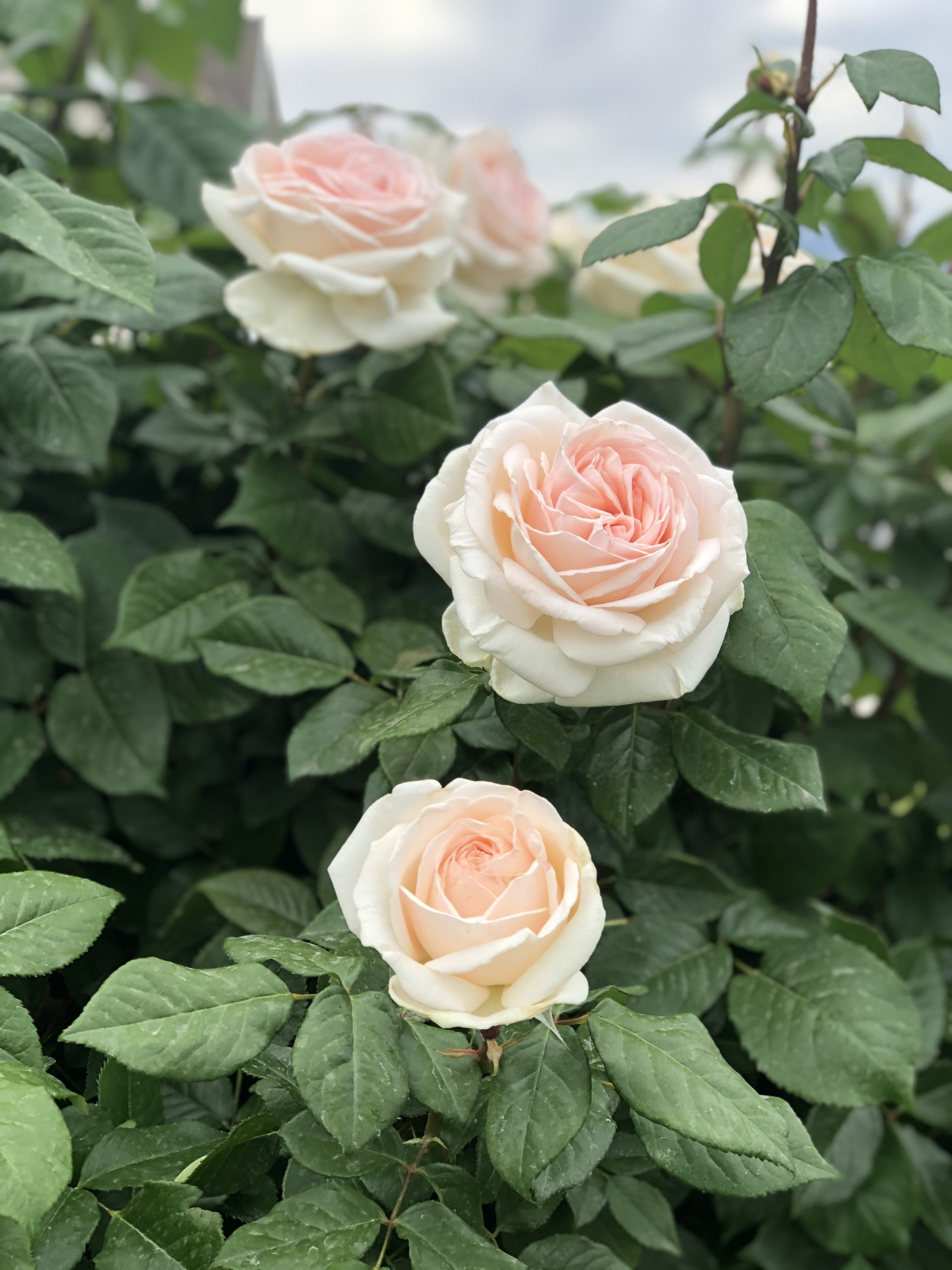 How To Prune Your Rose Bush