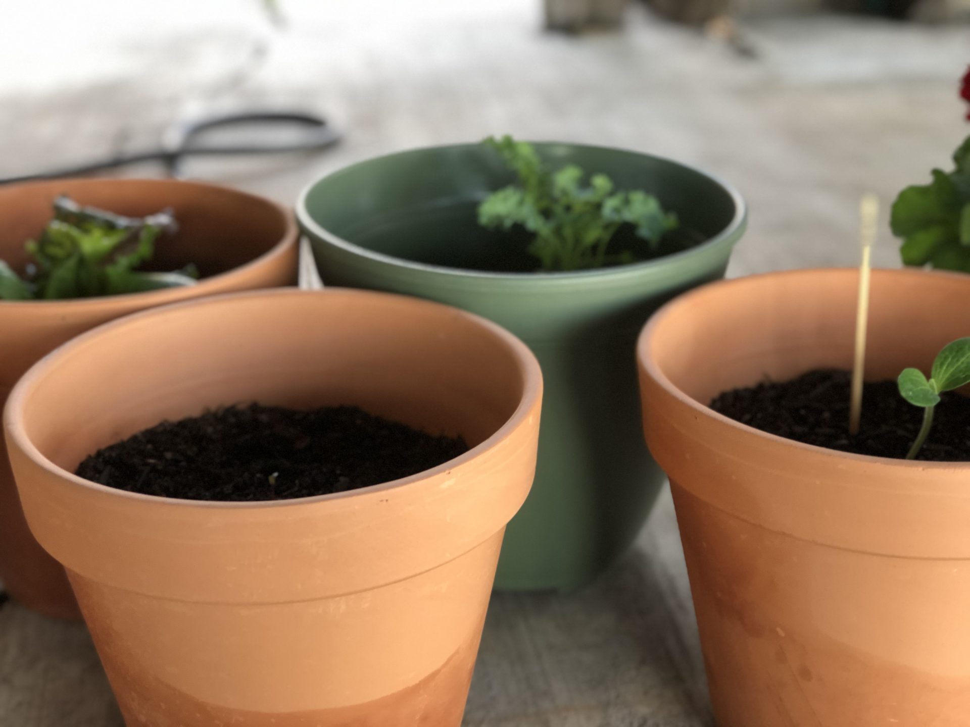 container gardening