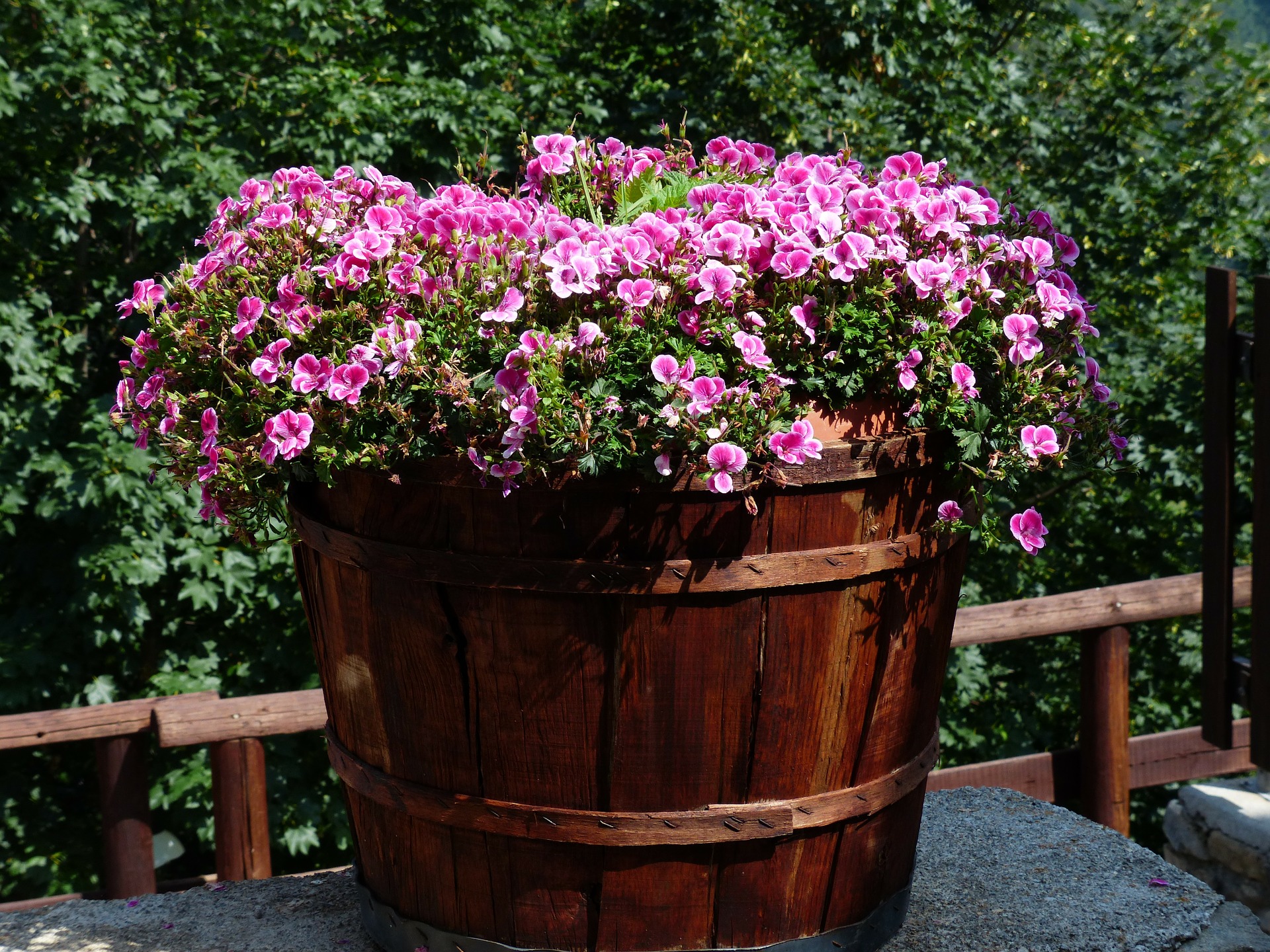 dry container garden